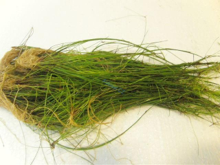 Eleocharis vivipara