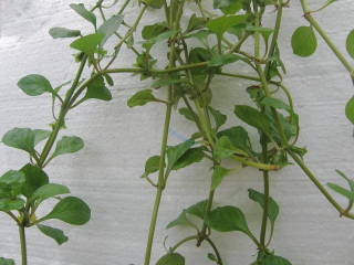 Ludwigia palustris
