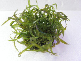 Cryptocoryne crispatula var. balansae