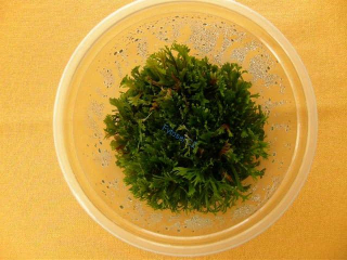 Microsorium pteropus Windelow