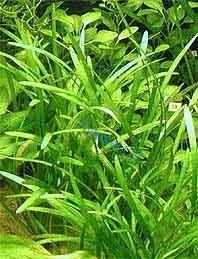 Sagittaria subulata