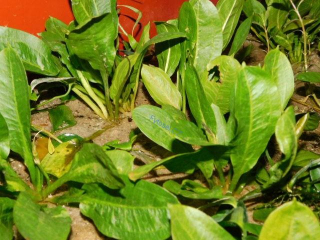 Echinodorus 'Tropica'
