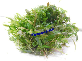 Cryptocoryne nurii