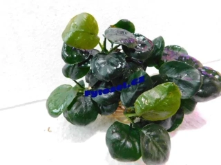 Anubias barteri var. barteri "Big Coin"