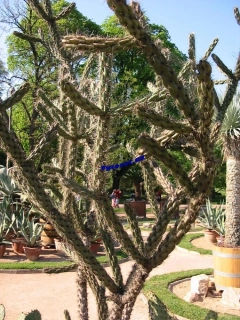Cholla woody