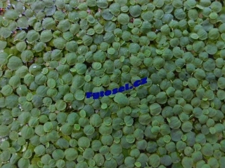 Phyllanthus fluitans