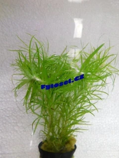 Tonina species