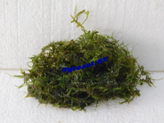 Vesicularia sp. Java Moss