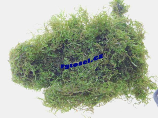 Taxiphyllum sp. "Flame Moss"