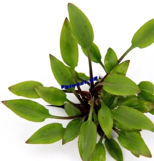 Cryptocoryne lutea ‘Hobbit’             